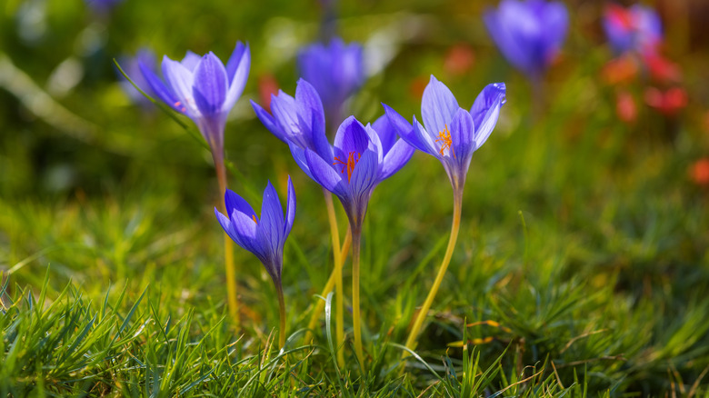 Young spring crocus flowers 