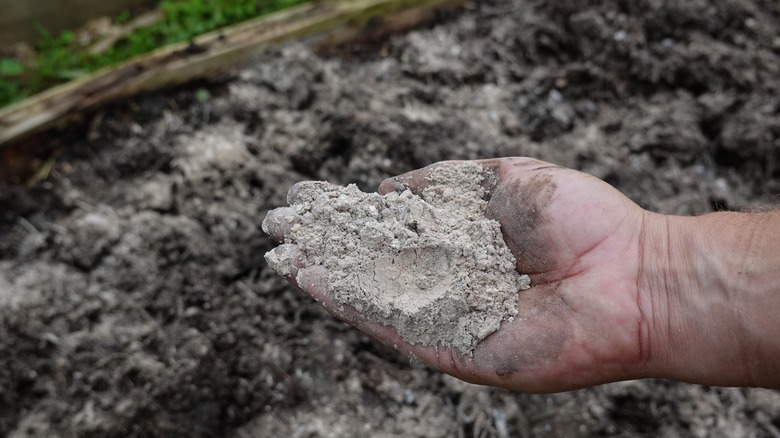 hand hold ash in garden