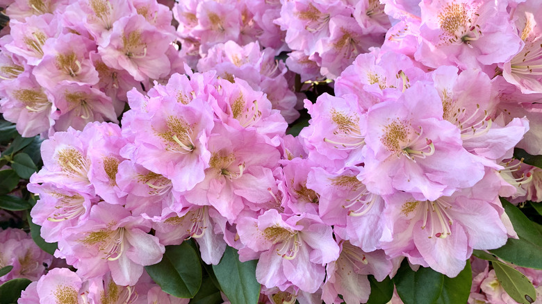 Pink rhododendrons in bloom