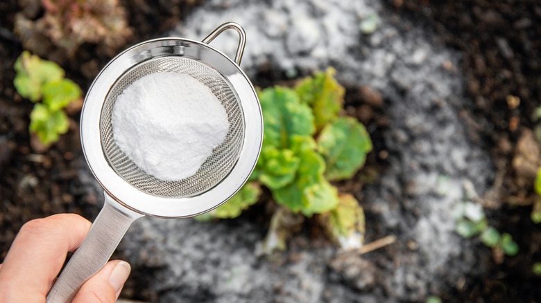 hand holding mesh sieve filled with cornstarch above garden