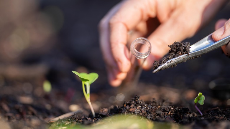 hand scooping soil for testing