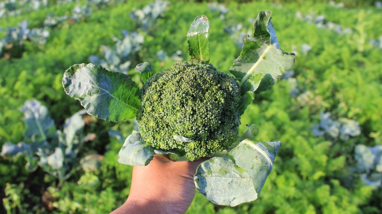 hand holding broccoli plant