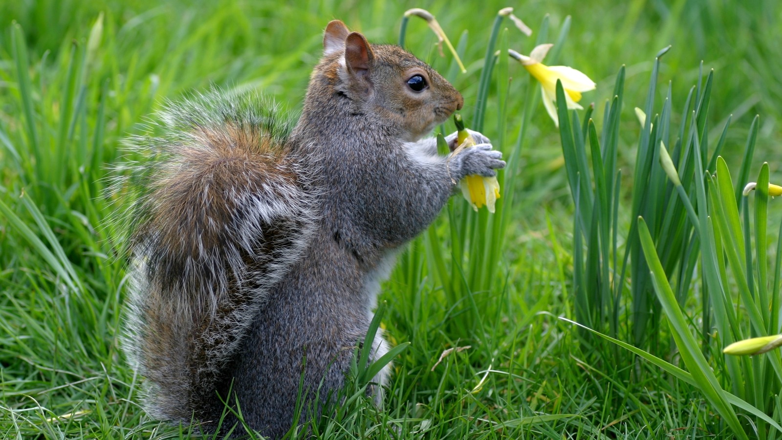 Daffodils Are Mildly Poisonous, But They Probably Won't Keep Squirrels Away