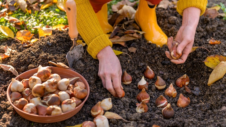 planting bulbs in fall