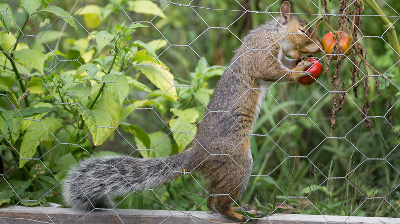 squirrel eating tomato