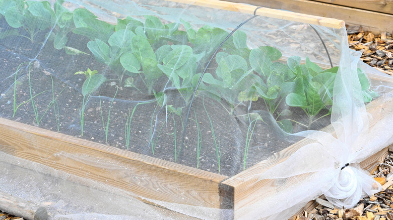 net around garden plants