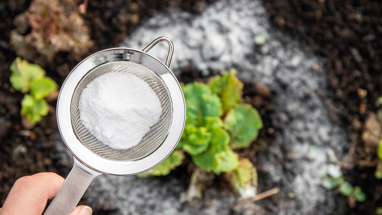 Baking soda around plants