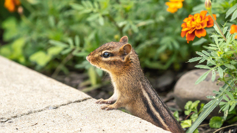 chipmunk on garden edge