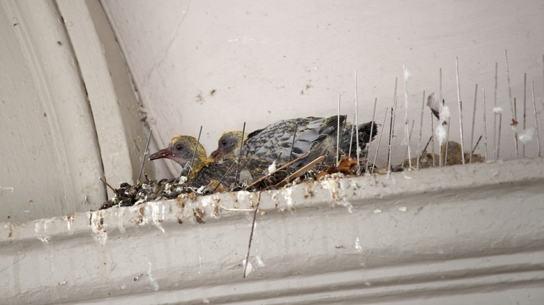 messy pigeons nesting in eaves