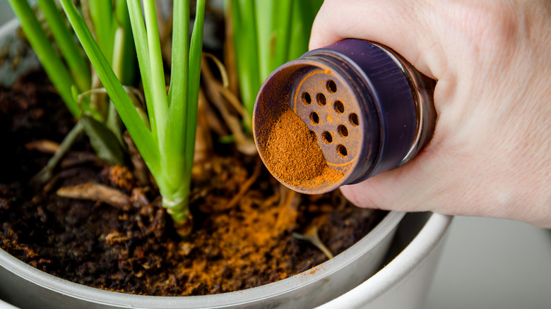 hand sprinkling cinnamon around plant