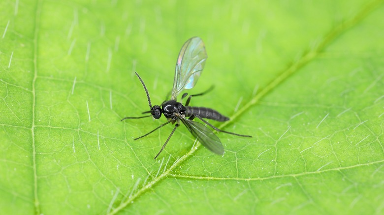 fungus gnat on leaf