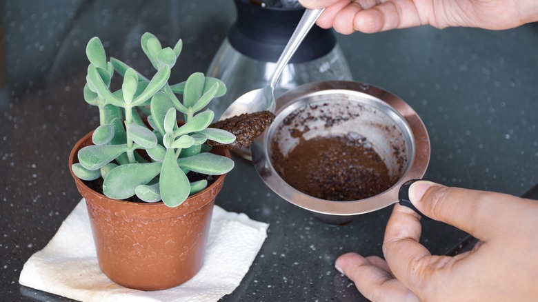 person putting coffee on soil