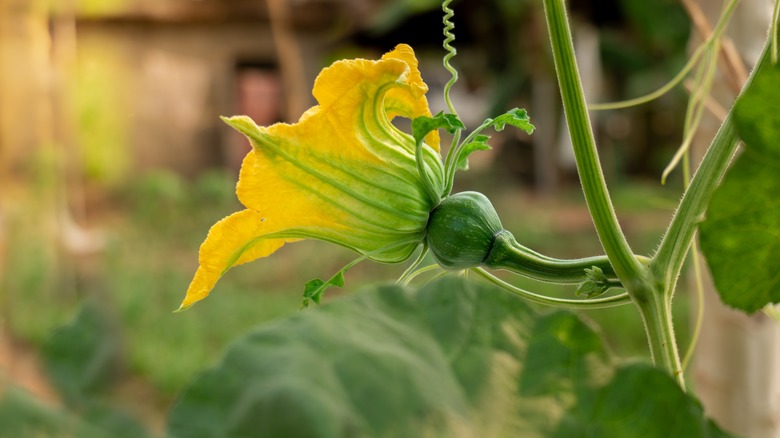 pumpkin blossom on vine