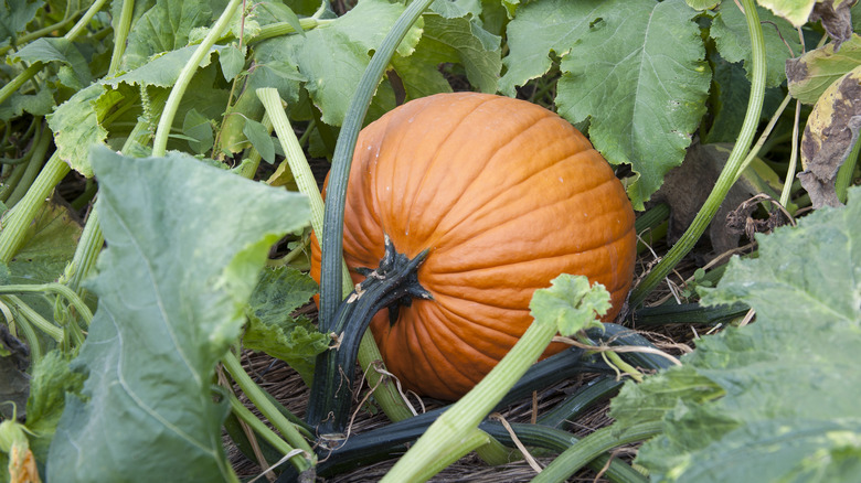 a pumpkin on a vine