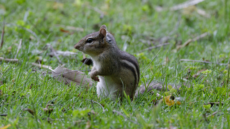 Chipmunk in grass