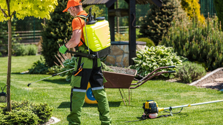 spraying lawn for disease control