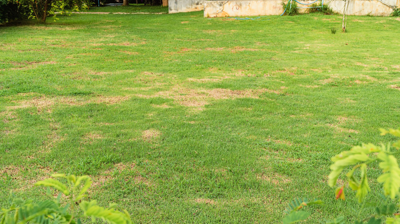 lawn with fungal infection