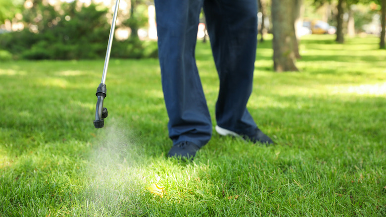 treating lawn fungus with sprayer