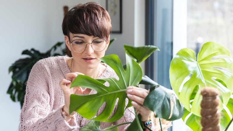 woman inspecting leaves of housplant