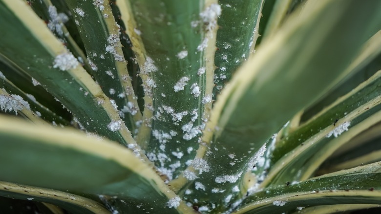 mealybug infestation on agave