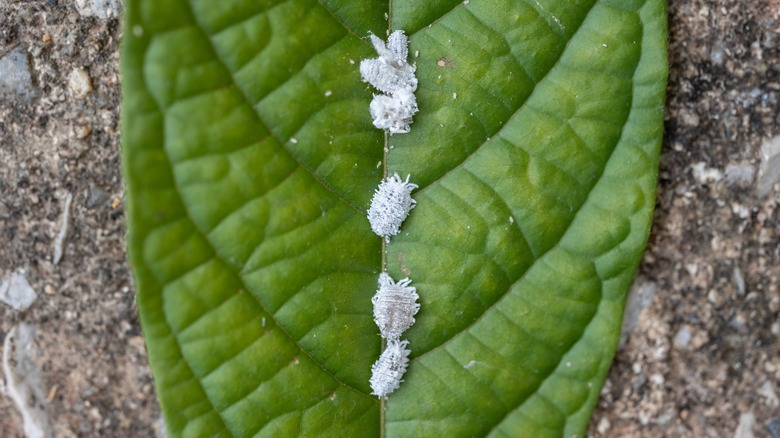 closeup of mealybugs on leaf