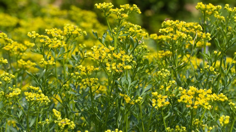 Flowering rue plant in garden