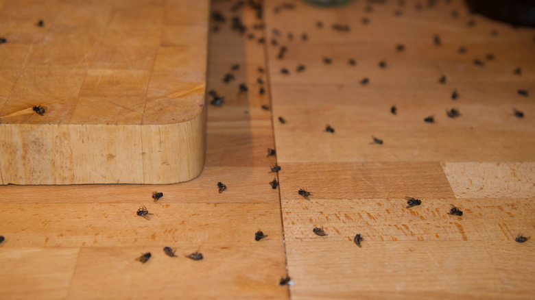 Lots of cluster flies gather on a wooden floor