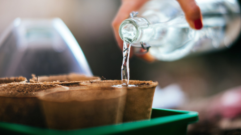 watering seeds with bottle