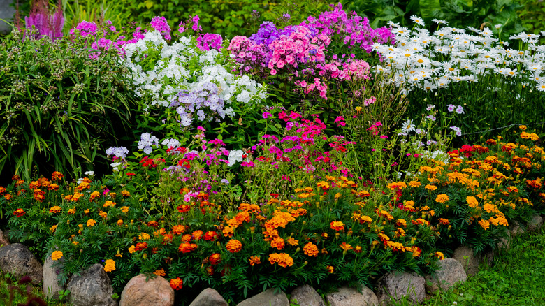 blooming flower bed