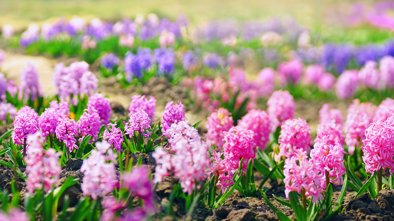 Small hyacinth plants