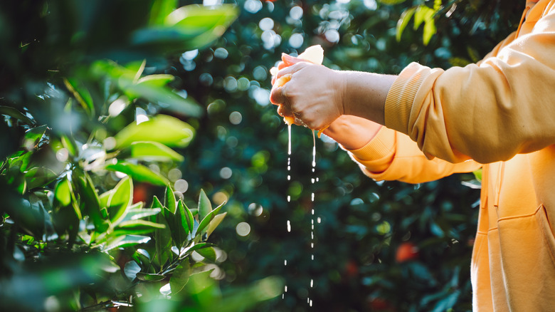 woman squeezing orange into garden