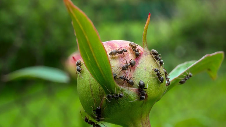 ants on a peony bud