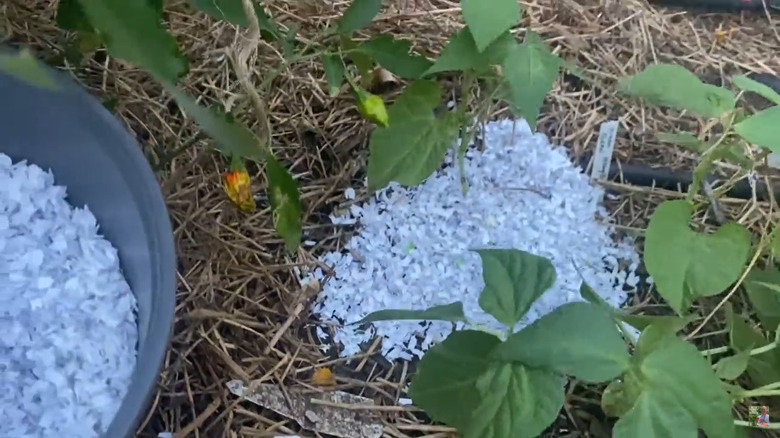 Shredded paper around plants as mulch