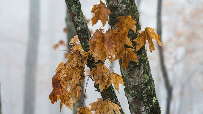 This is a maple tree that still has a few dead leaves on it during winter.