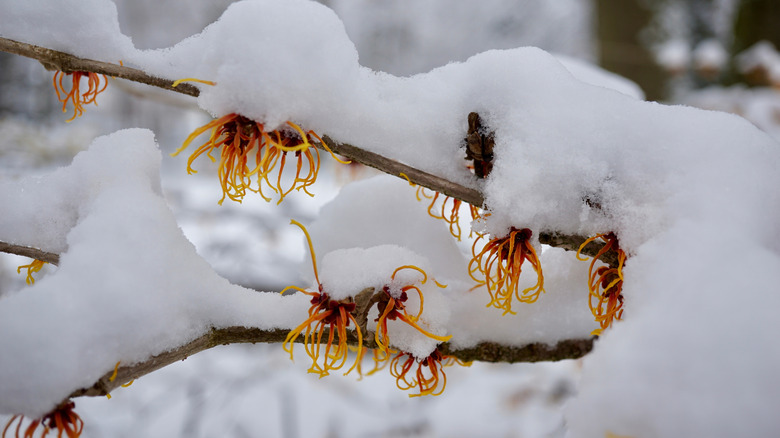 A branch of witch hazel still holds onto leaves under a layer of snow.