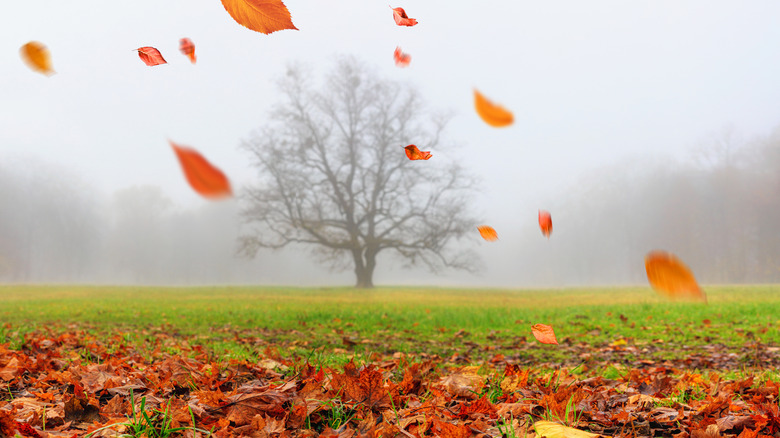 On a foggy autumn day, colorful leaves drop in the foreground with a bare tree in the background.