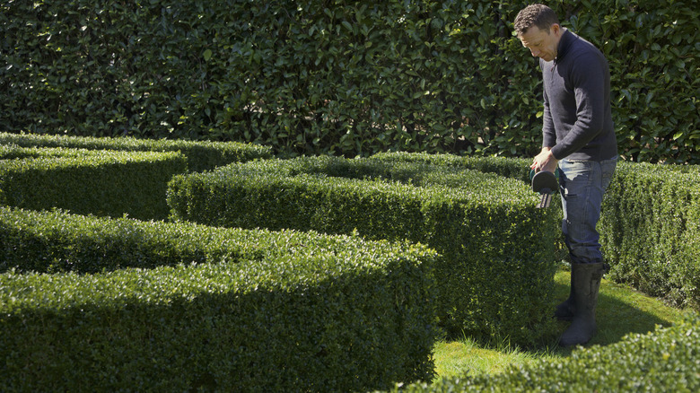 Man trimming boxwood hedges