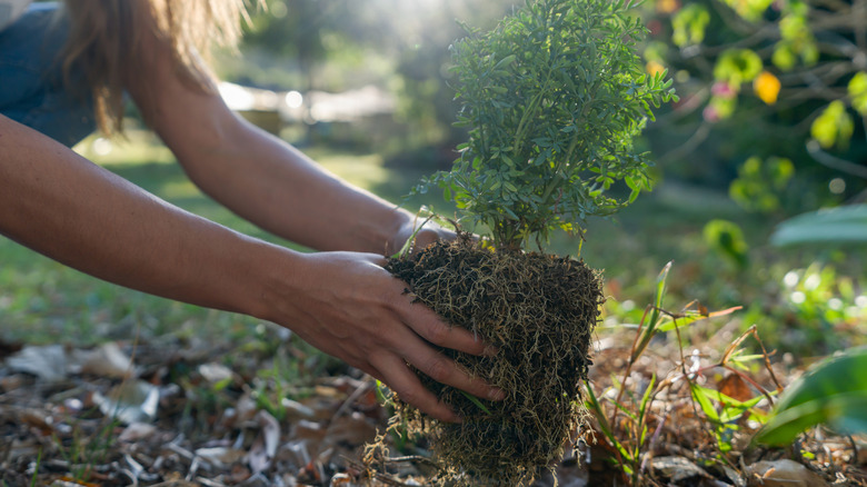 Person planting shrub in yard