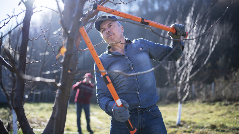 Man pruning tree branches 