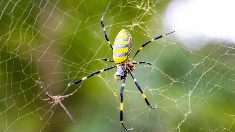 Joro spiders on web