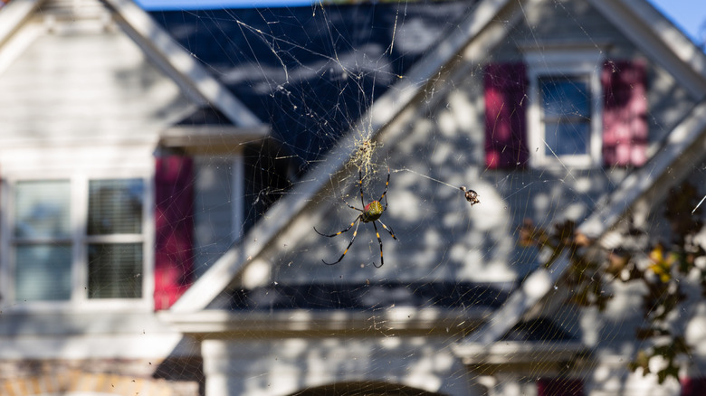 Joro spider web outside house