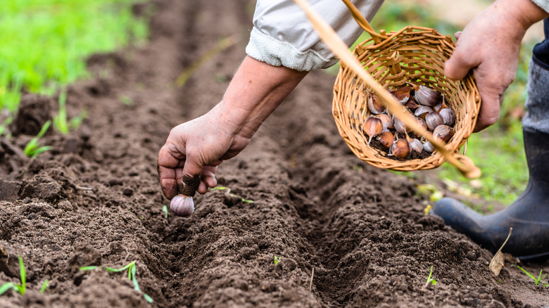 planting garlic cloves