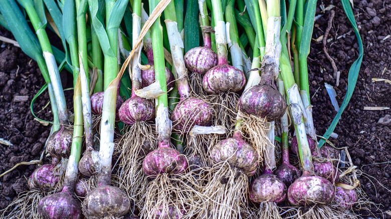 freshly harvested garlic