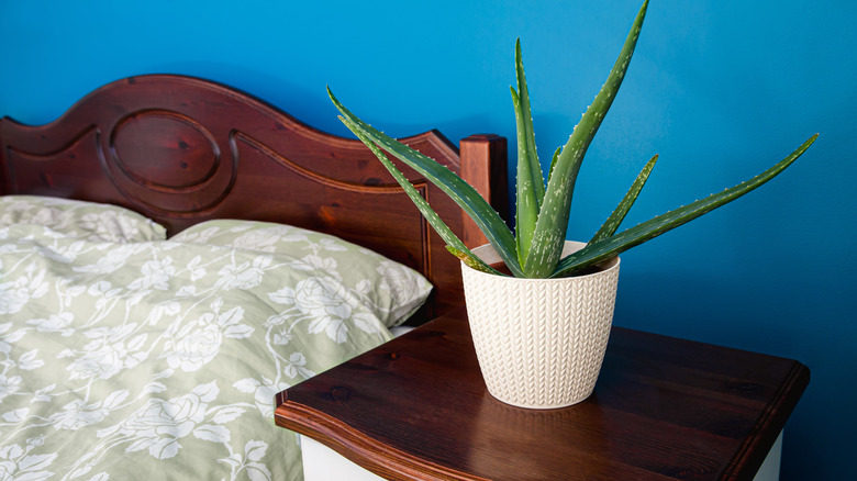 Aloe plant in bedroom