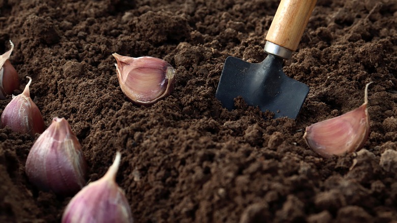 Trowel in dirt with garlic cloves