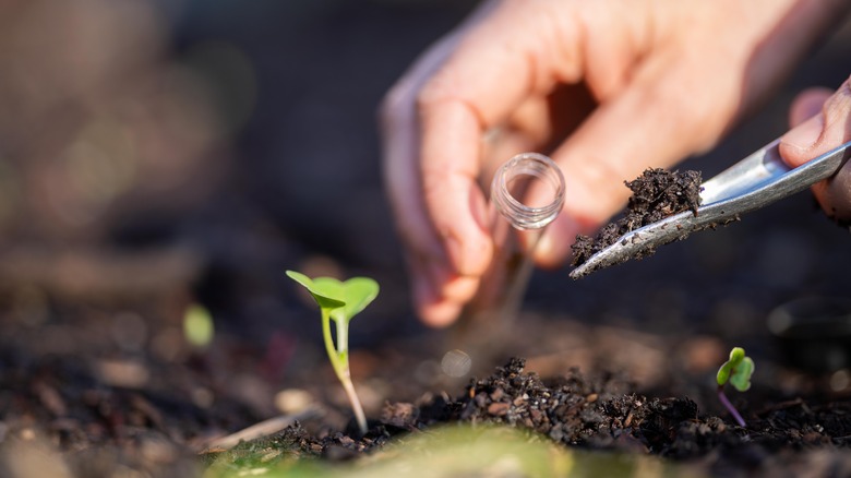 man checking soil health