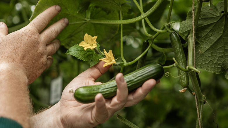 man checking health of cucumber