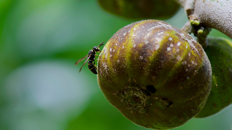 fig and wasp