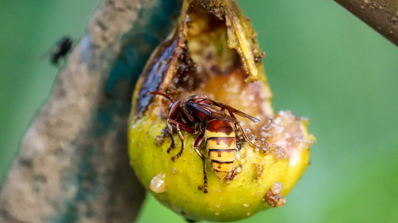 wasp on rotting fig