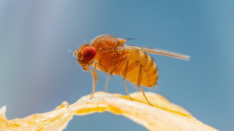 A small fruit fly sitting on a flower petal